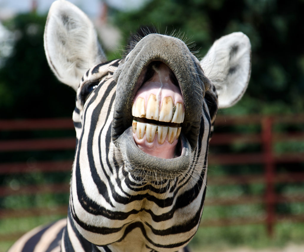 Fantastic Facts About Animal Teeth | Children's Dental Center
