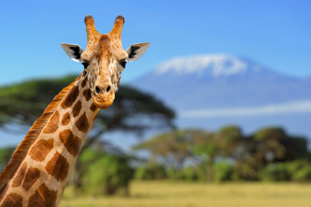 Giraffe in front of Kilimanjaro mountain