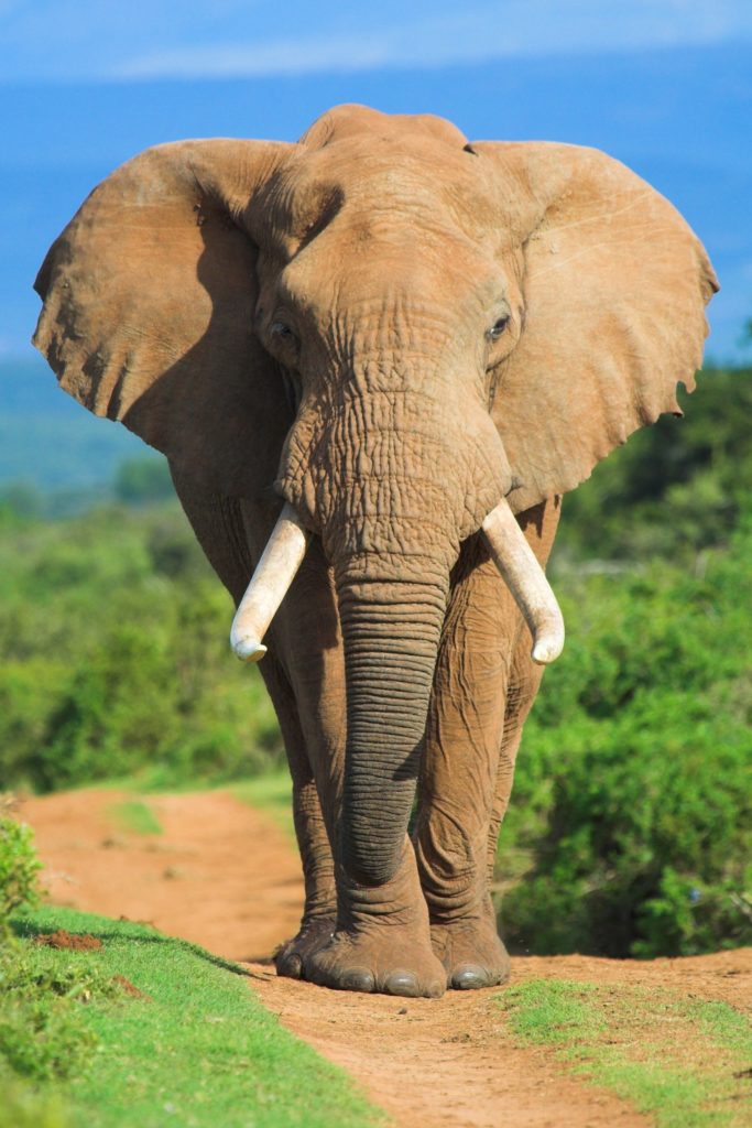 elephant 